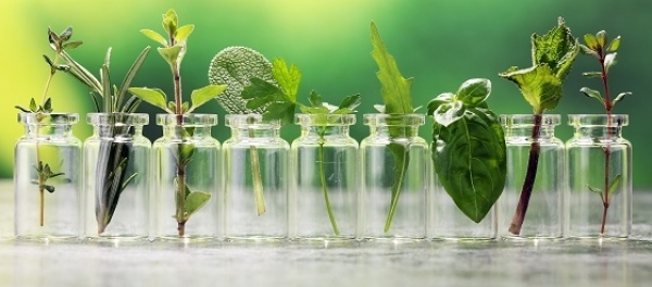 Alcaloides de pirrolizidina. ¿Próxima limitación?